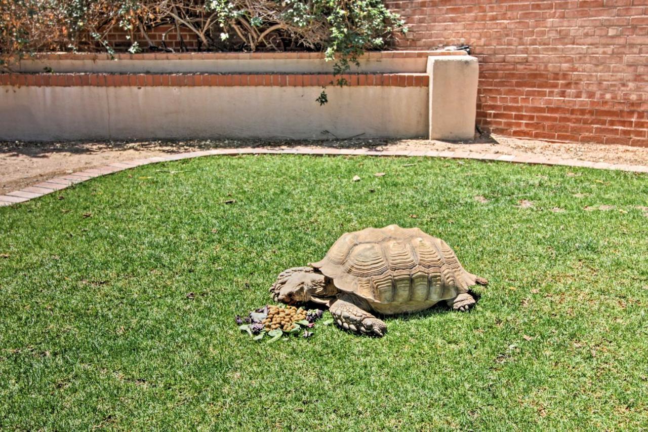 Pet-Friendly Tucson Casita Shared Hot Tub And Porch Villa Buitenkant foto